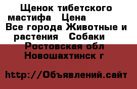 Щенок тибетского мастифа › Цена ­ 60 000 - Все города Животные и растения » Собаки   . Ростовская обл.,Новошахтинск г.